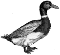 Sue's duck walking