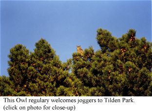 This owl regularly welcomes joggers to Tilden park of the East Bay Regional Park system Photo by G Richard Yamagata